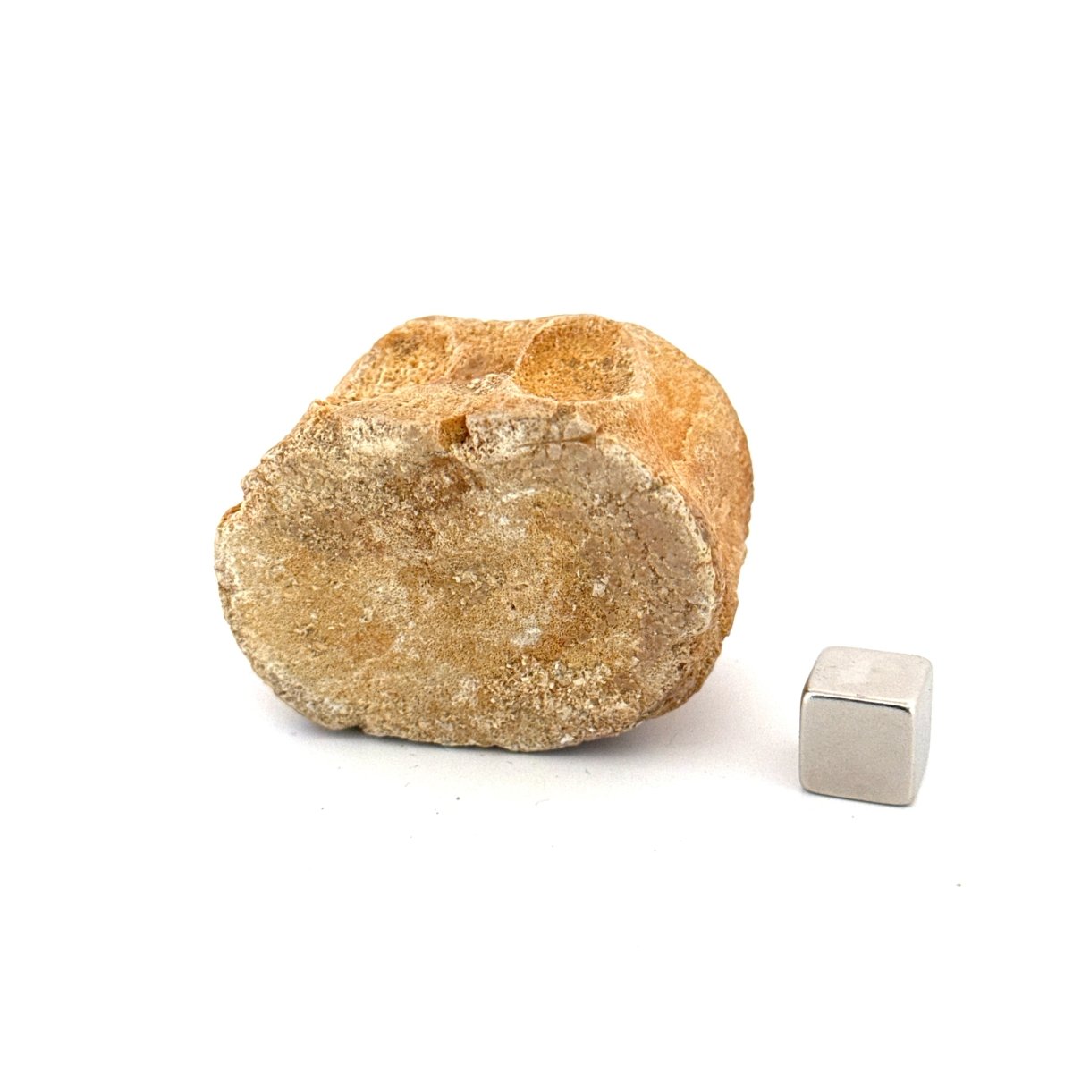 Zarafasaura Oceanis Fossil Vertebra (1.82"), Plesiosaur species – Cretaceous, Morocco - FossilsAndMore