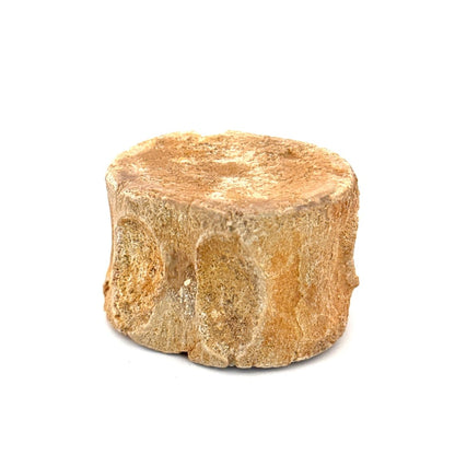 Zarafasaura Oceanis Fossil Vertebra (1.82"), Plesiosaur species – Cretaceous, Morocco - FossilsAndMore