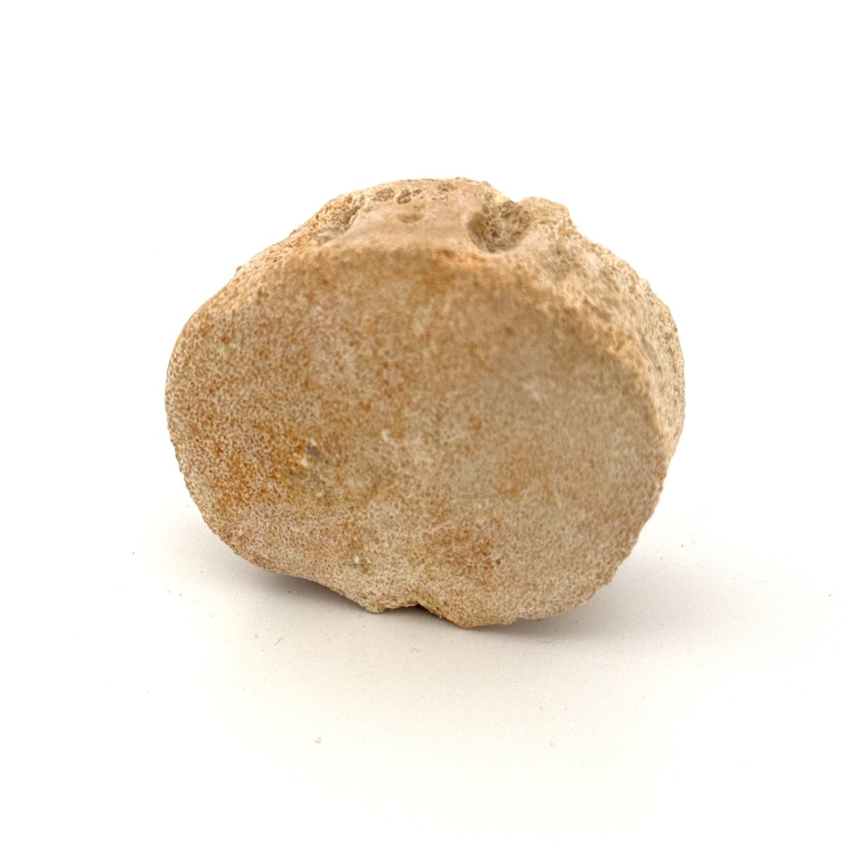 Zarafasaura Oceanis Fossil Vertebra (2.03"), Plesiosaur species – Cretaceous, Morocco - FossilsAndMore