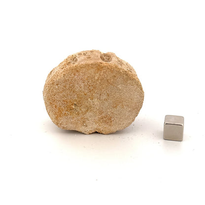 Zarafasaura Oceanis Fossil Vertebra (2.03"), Plesiosaur species – Cretaceous, Morocco - FossilsAndMore