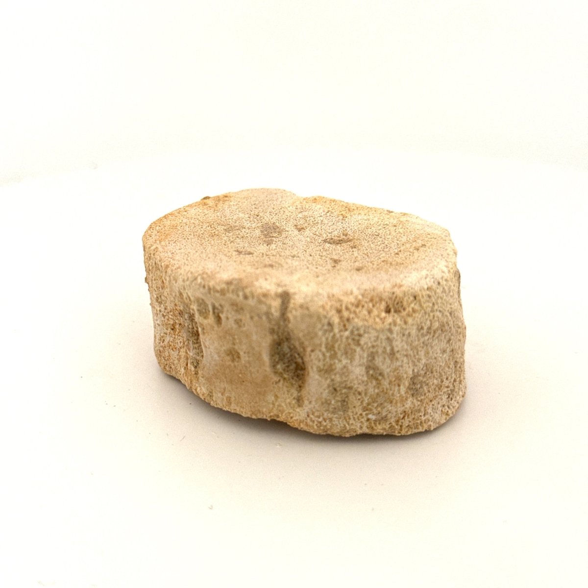 Zarafasaura Oceanis Fossil Vertebra (2.03"), Plesiosaur species – Cretaceous, Morocco - FossilsAndMore