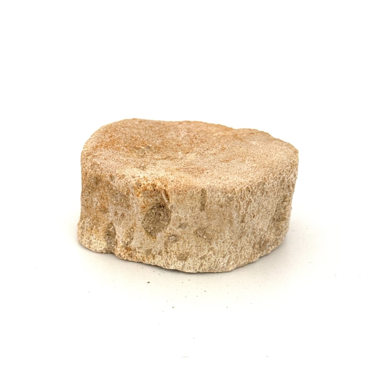 Zarafasaura Oceanis Fossil Vertebra (2.03"), Plesiosaur species – Cretaceous, Morocco - FossilsAndMore