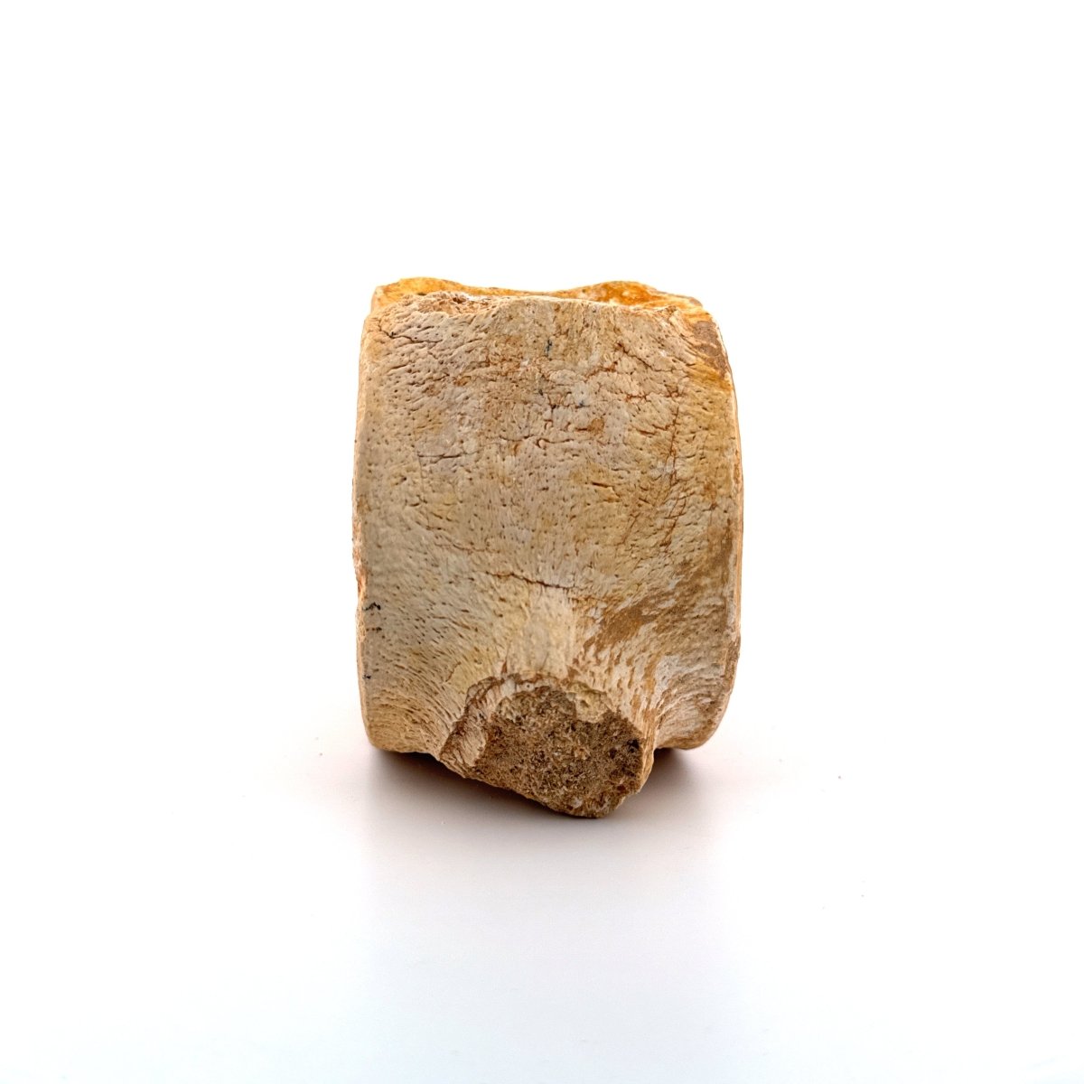 Zarafasaura oceanis Fossil Vertebra (3.45"), Plesiosaur species from Morocco - FossilsAndMore