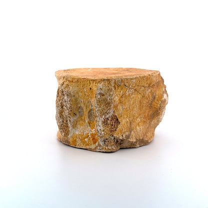 Zarafasaura oceanis Fossil Vertebra (3.45"), Plesiosaur species from Morocco - FossilsAndMore