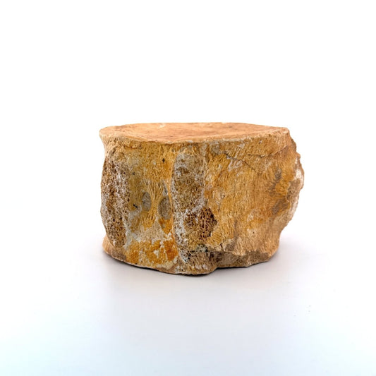 Zarafasaura oceanis Fossil Vertebra (3.45"), Plesiosaur species from Morocco - FossilsAndMore