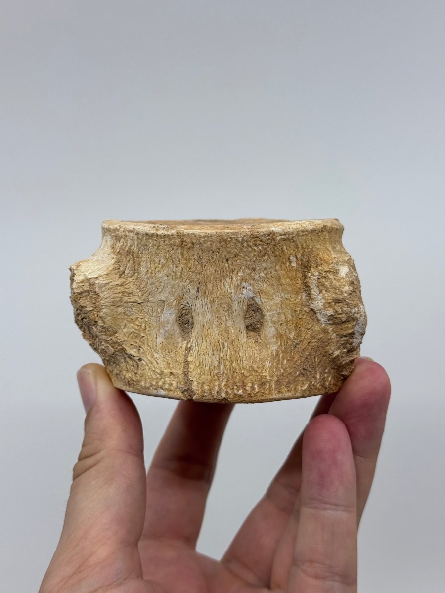 Zarafasaura oceanis Fossil Vertebra (3.45"), Plesiosaur species from Morocco - FossilsAndMore