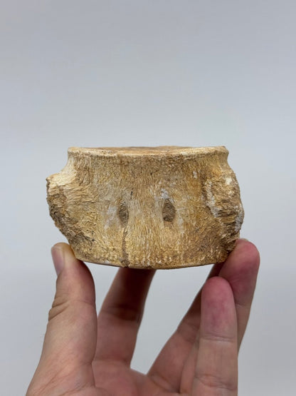Zarafasaura oceanis Fossil Vertebra (3.45"), Plesiosaur species from Morocco - FossilsAndMore