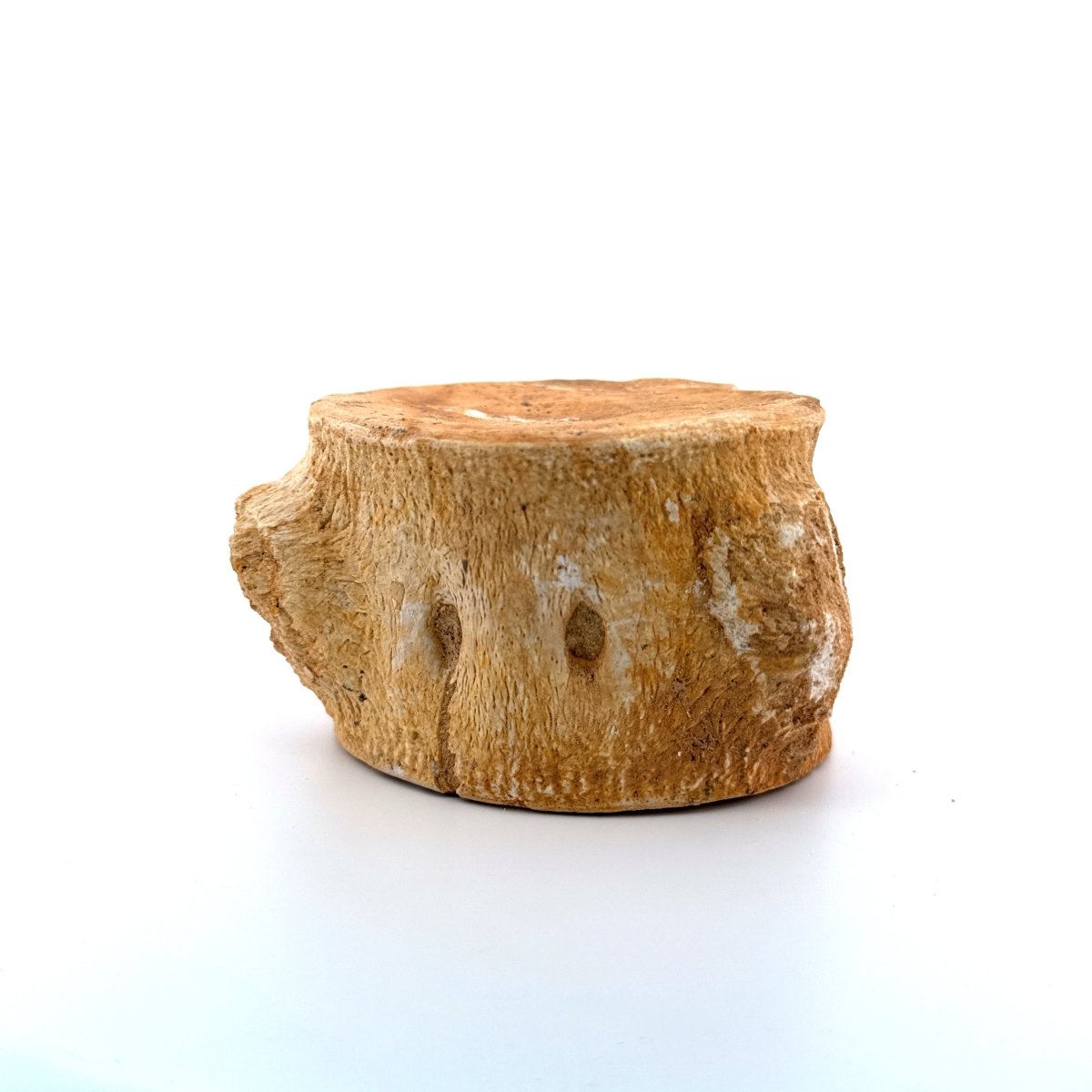Zarafasaura oceanis Fossil Vertebra (3.45"), Plesiosaur species from Morocco - FossilsAndMore