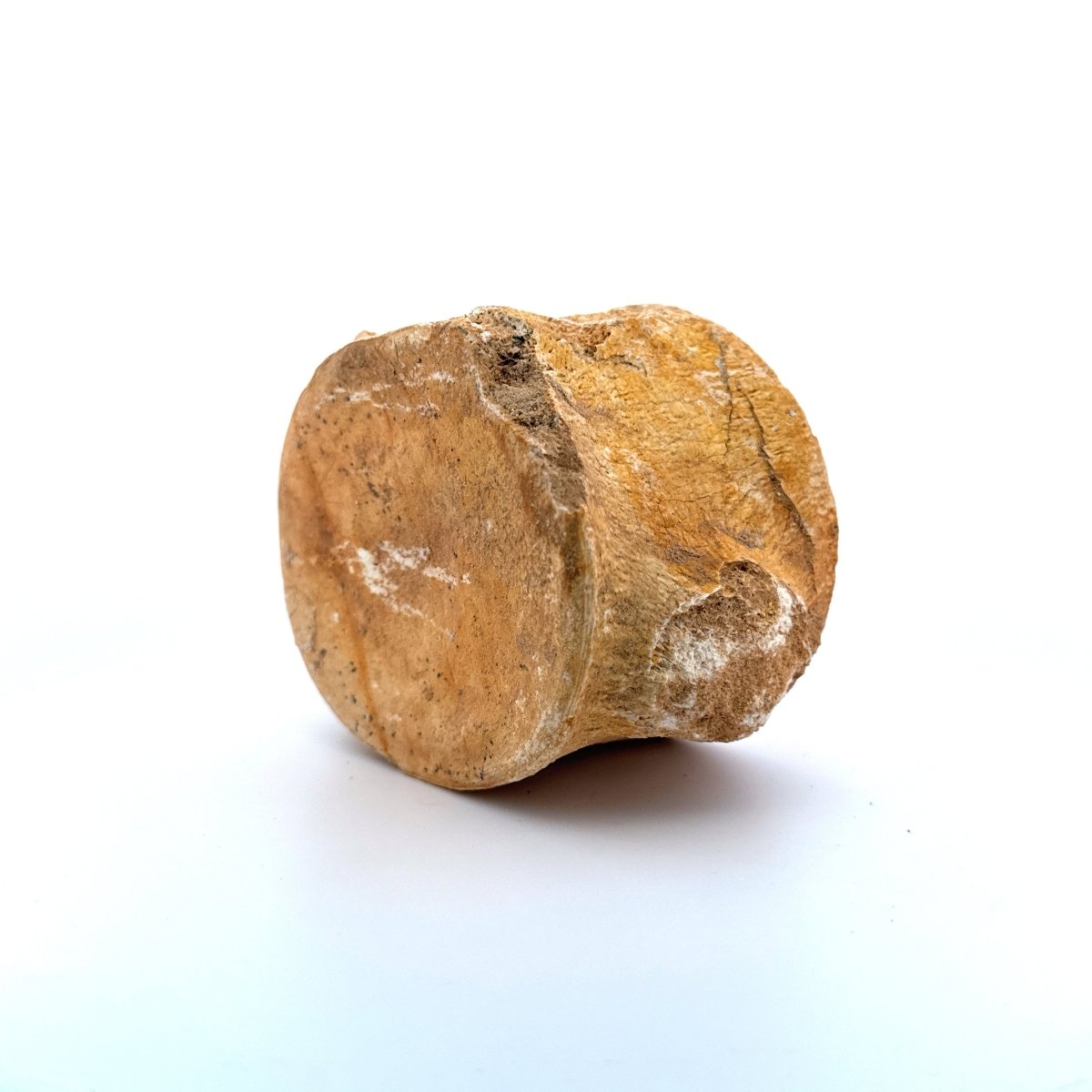 Zarafasaura oceanis Fossil Vertebra (3.45"), Plesiosaur species from Morocco - FossilsAndMore