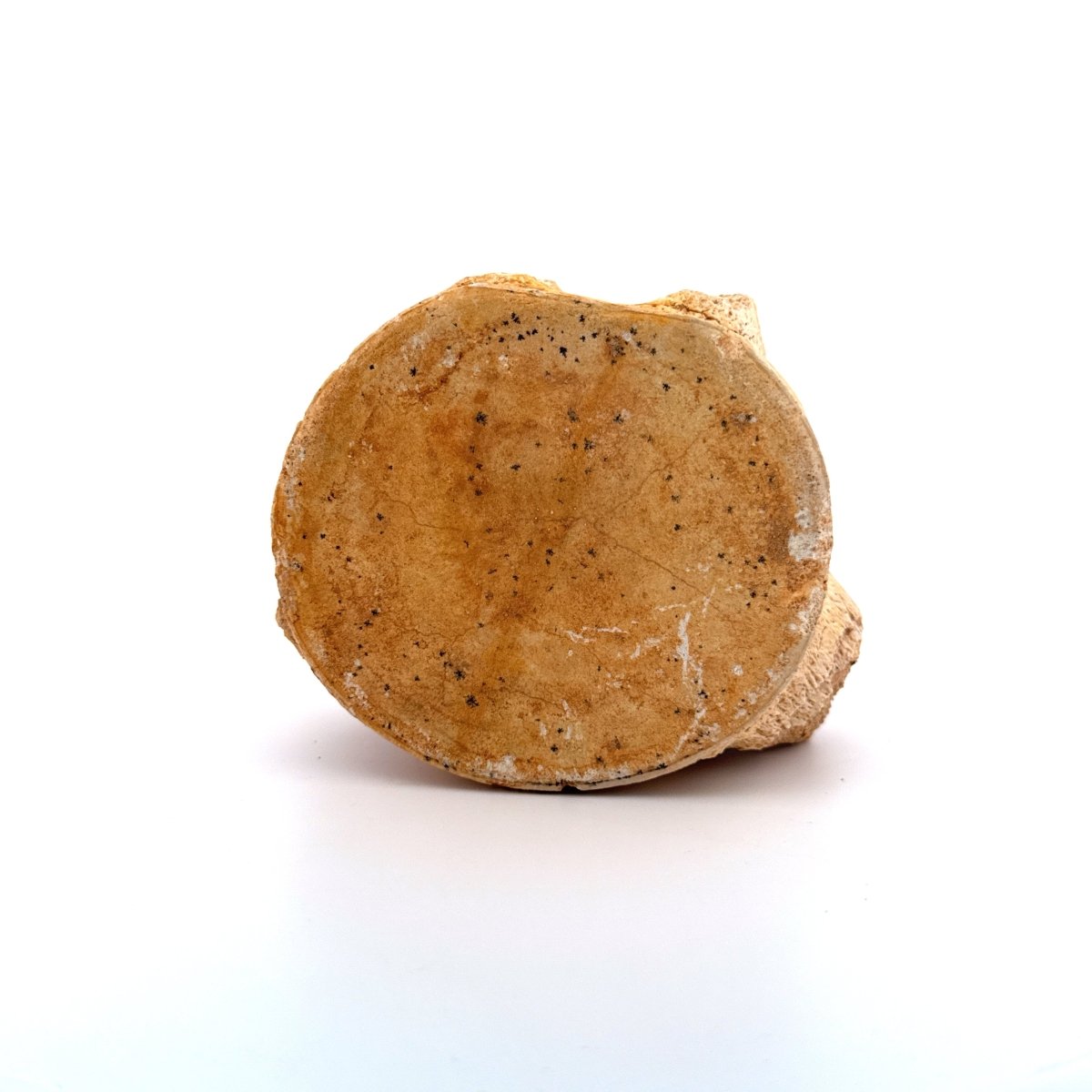 Zarafasaura oceanis Fossil Vertebra (3.45"), Plesiosaur species from Morocco - FossilsAndMore