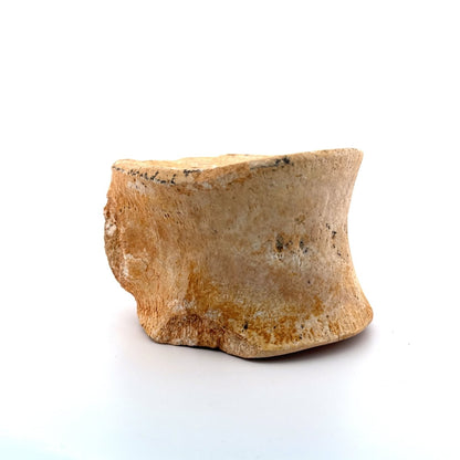 Zarafasaura oceanis Fossil Vertebra (3.74"), Plesiosaur species from Morocco - FossilsAndMore