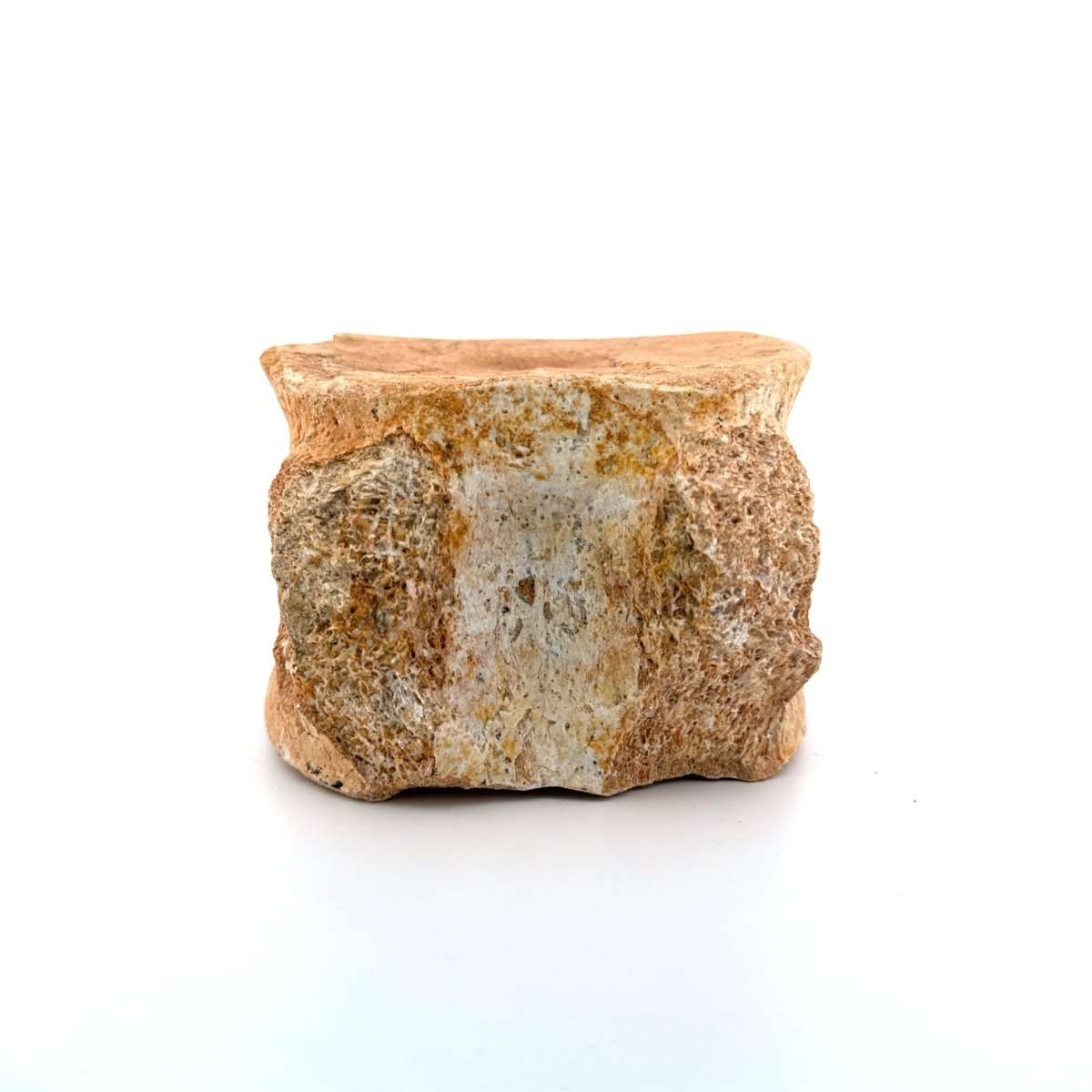 Zarafasaura oceanis Fossil Vertebra (3.74"), Plesiosaur species from Morocco - FossilsAndMore