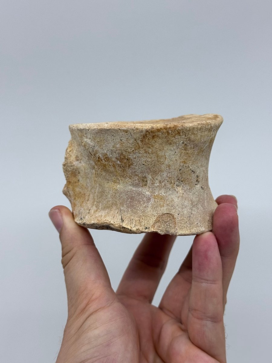 Zarafasaura oceanis Fossil Vertebra (3.74"), Plesiosaur species from Morocco - FossilsAndMore