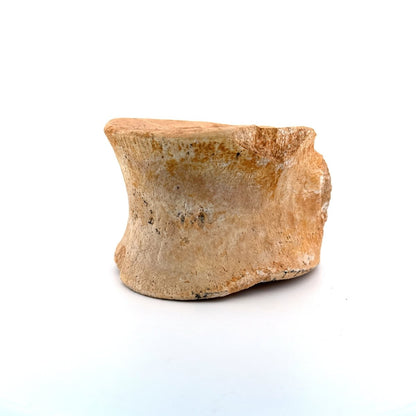 Zarafasaura oceanis Fossil Vertebra (3.74"), Plesiosaur species from Morocco - FossilsAndMore
