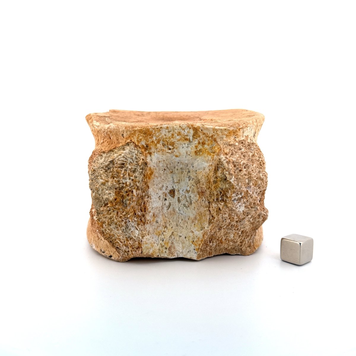Zarafasaura oceanis Fossil Vertebra (3.74"), Plesiosaur species from Morocco - FossilsAndMore