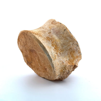 Zarafasaura oceanis Fossil Vertebra (3.74"), Plesiosaur species from Morocco - FossilsAndMore