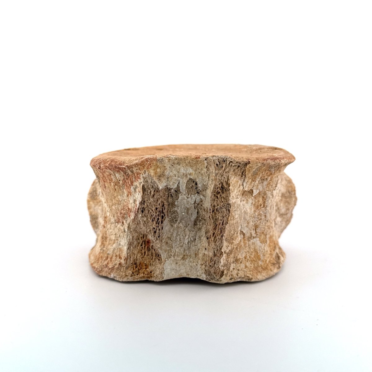 Zarafasaura oceanis Fossil Vertebra (3.85"), Plesiosaur species from Morocco - FossilsAndMore