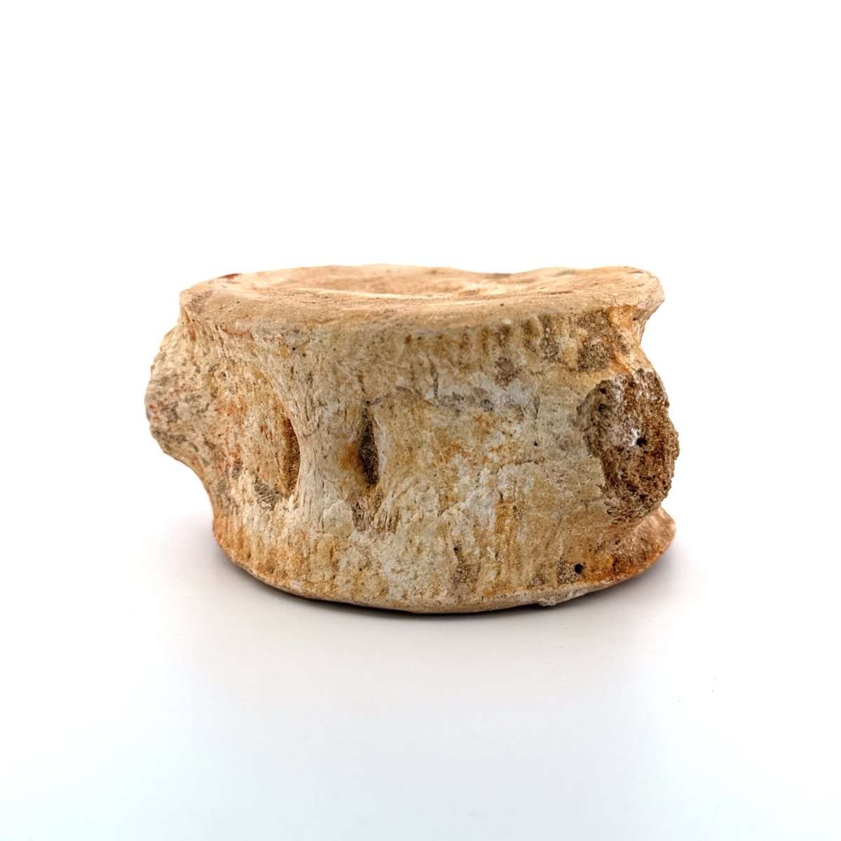 Zarafasaura oceanis Fossil Vertebra (3.85"), Plesiosaur species from Morocco - FossilsAndMore