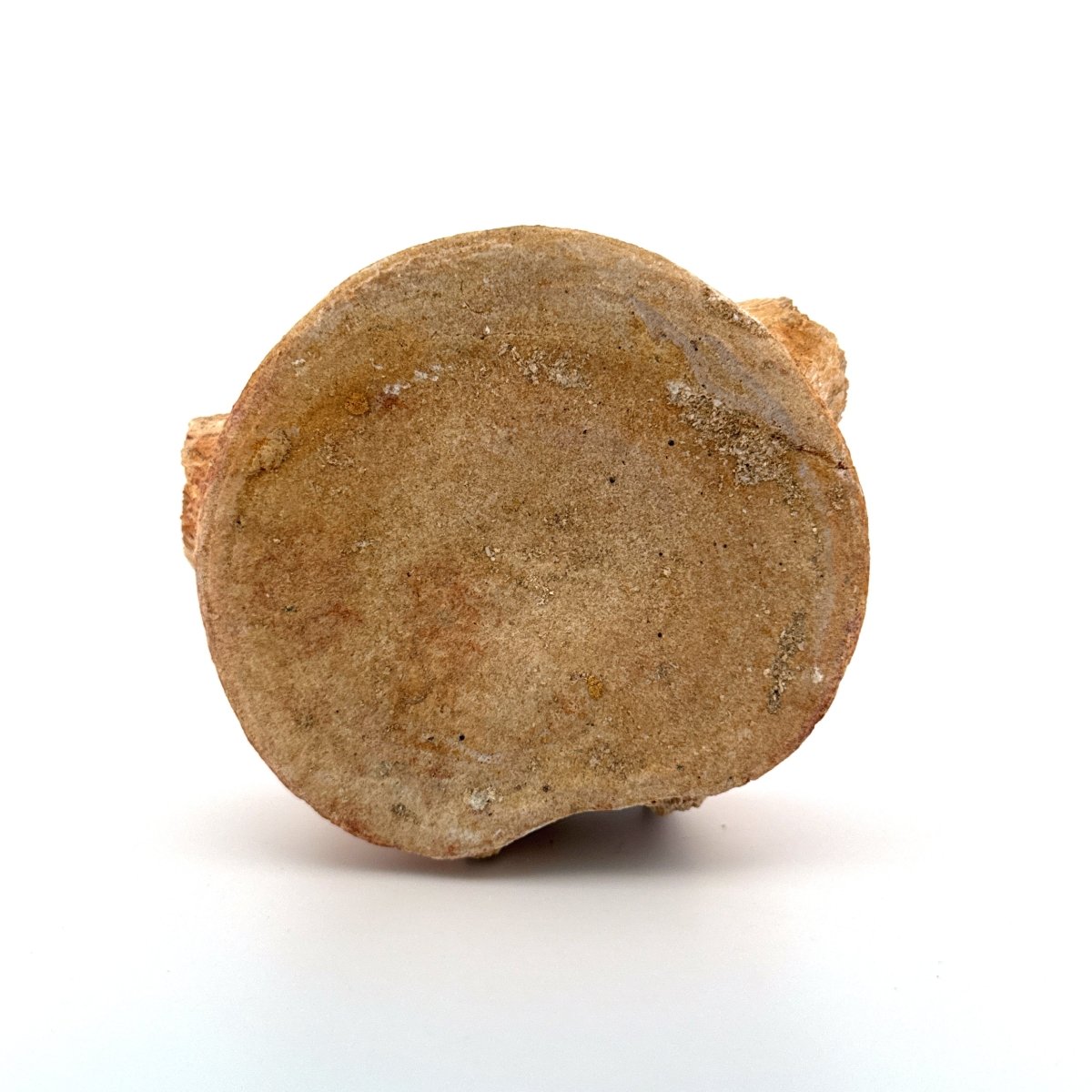 Zarafasaura oceanis Fossil Vertebra (3.85"), Plesiosaur species from Morocco - FossilsAndMore