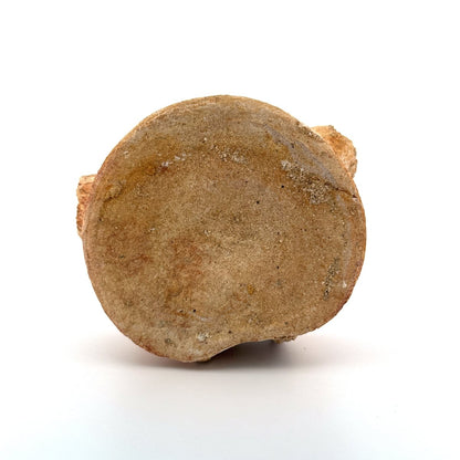 Zarafasaura oceanis Fossil Vertebra (3.85"), Plesiosaur species from Morocco - FossilsAndMore