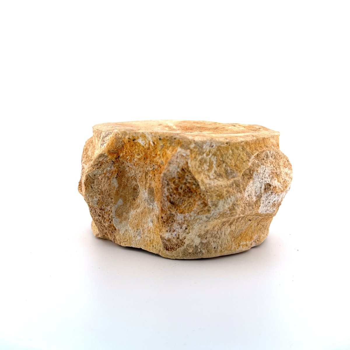 Zarafasaura oceanis Fossil Vertebra (3.94"), Plesiosaur species from Morocco - FossilsAndMore