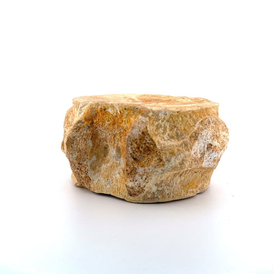 Zarafasaura oceanis Fossil Vertebra (3.94"), Plesiosaur species from Morocco - FossilsAndMore