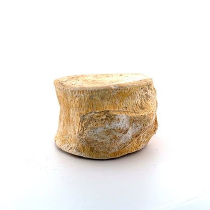 Zarafasaura oceanis Fossil Vertebra (3.94"), Plesiosaur species from Morocco - FossilsAndMore