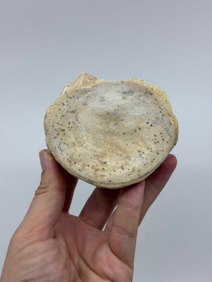 Zarafasaura oceanis Fossil Vertebra (3.94"), Plesiosaur species from Morocco - FossilsAndMore