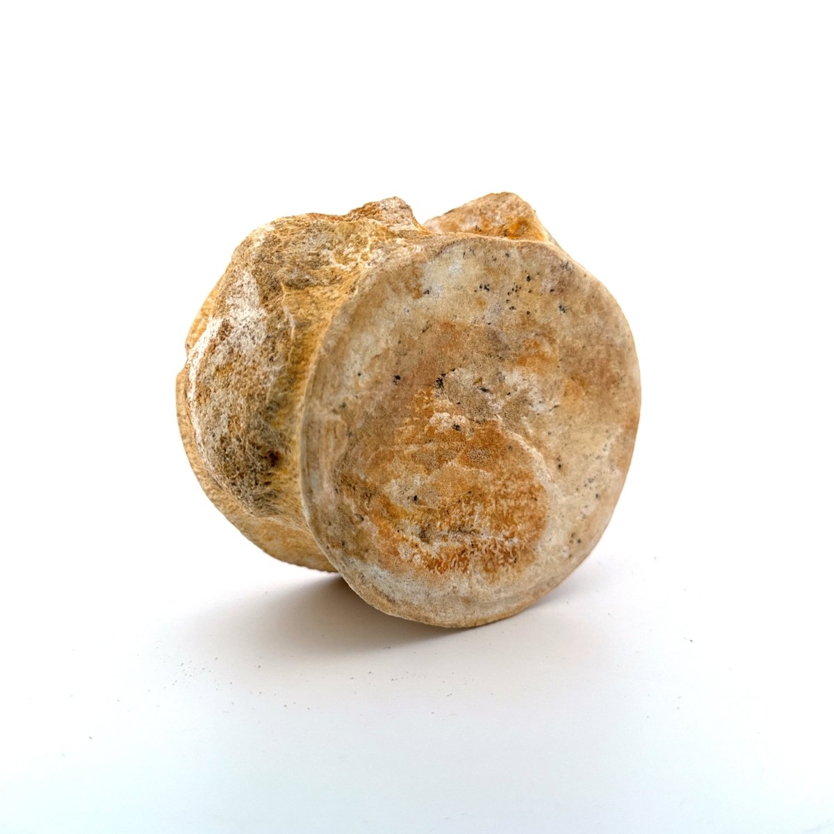 Zarafasaura oceanis Fossil Vertebra (3.94"), Plesiosaur species from Morocco - FossilsAndMore