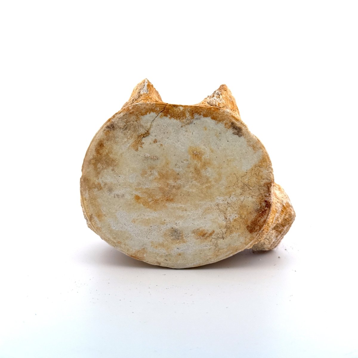 Zarafasaura oceanis Fossil Vertebra (3.96"), Plesiosaur species from Morocco - FossilsAndMore