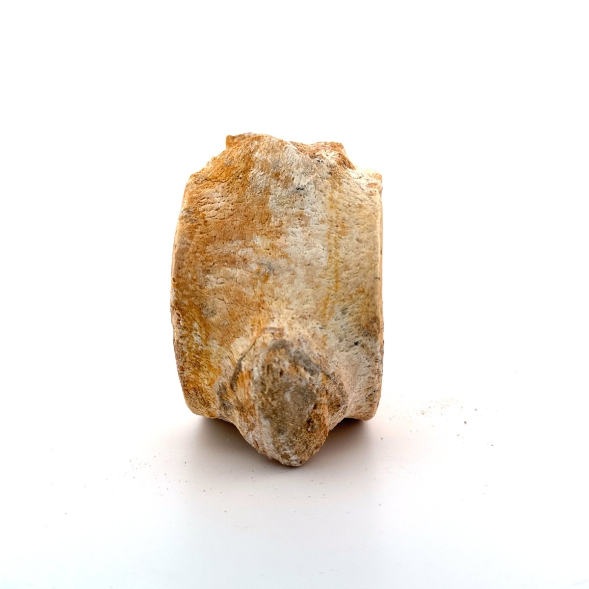 Zarafasaura oceanis Fossil Vertebra (3.96"), Plesiosaur species from Morocco - FossilsAndMore