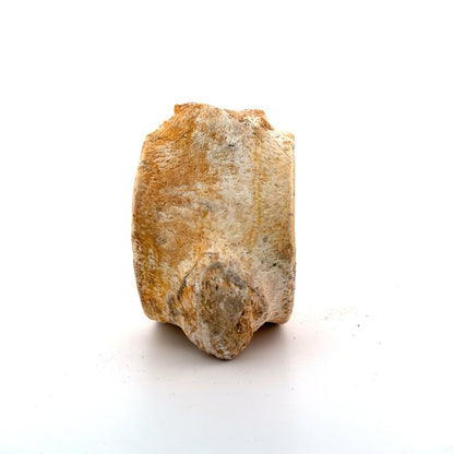 Zarafasaura oceanis Fossil Vertebra (3.96"), Plesiosaur species from Morocco - FossilsAndMore