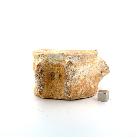 Zarafasaura oceanis Fossil Vertebra (3.96"), Plesiosaur species from Morocco - FossilsAndMore