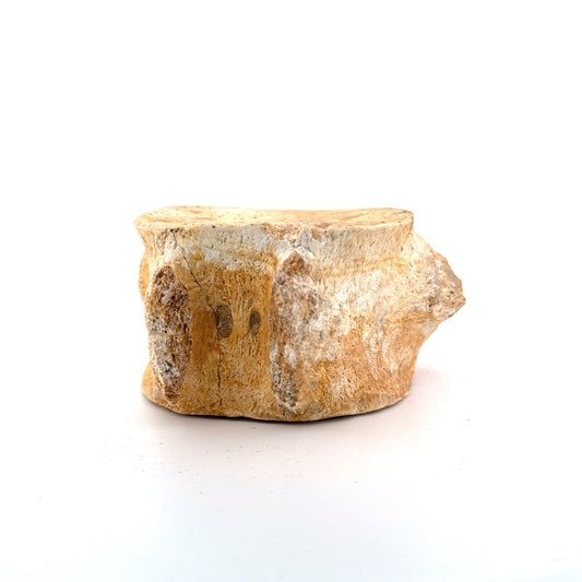 Zarafasaura oceanis Fossil Vertebra (3.96"), Plesiosaur species from Morocco - FossilsAndMore