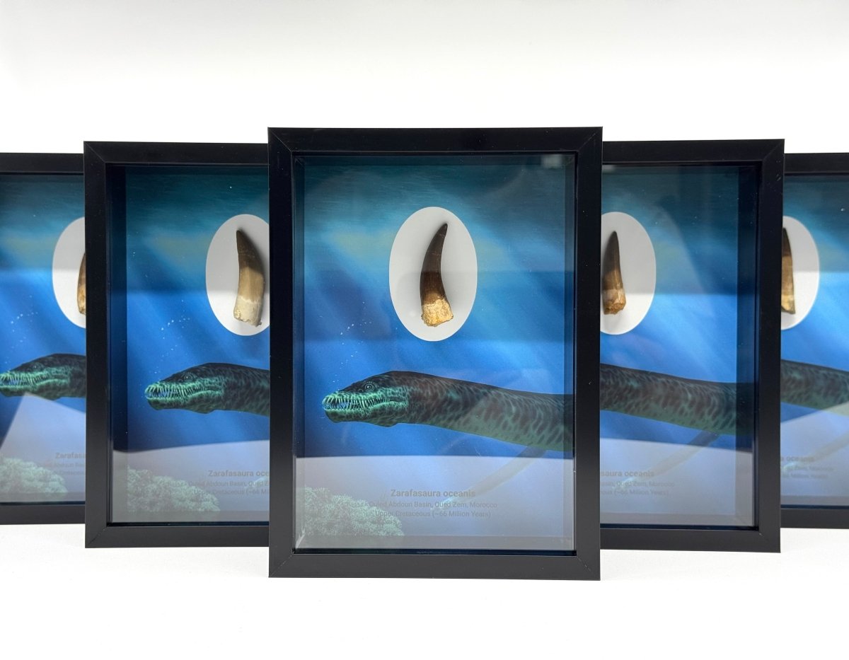 Zarafasaura Oceanis species Fossil Tooth in Large Deep Box Frame - FossilsAndMore