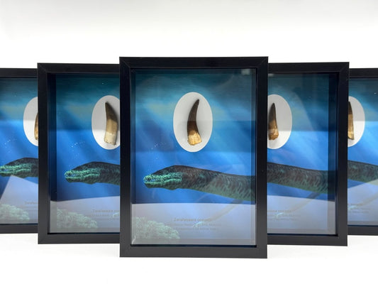 Zarafasaura Oceanis species Fossil Tooth in Large Deep Box Frame - FossilsAndMore
