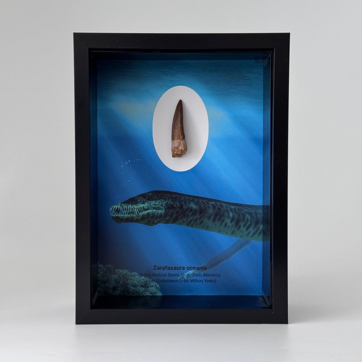 Zarafasaura Oceanis species Fossil Tooth in Large Deep Box Frame - FossilsAndMore