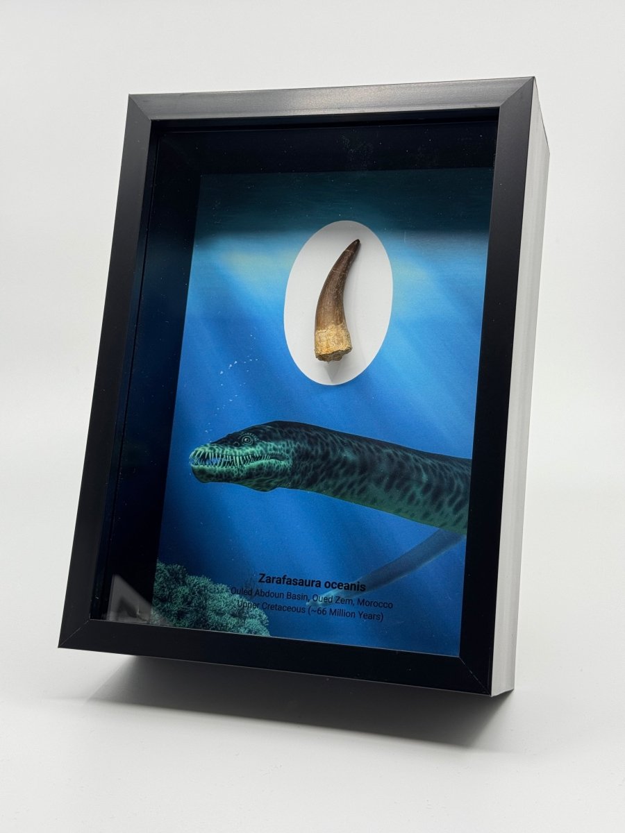 Zarafasaura Oceanis species Fossil Tooth in Large Deep Box Frame - FossilsAndMore