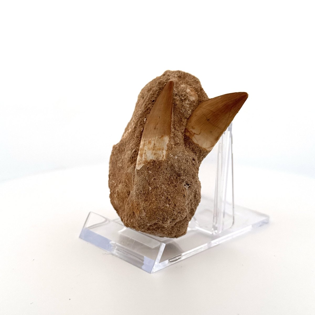 Zarafasaurus and Mosasaur Teeth on Matrix – Morocco, Late Cretaceous - FossilsAndMore