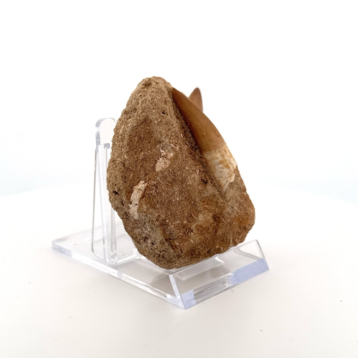 Zarafasaurus and Mosasaur Teeth on Matrix – Morocco, Late Cretaceous - FossilsAndMore