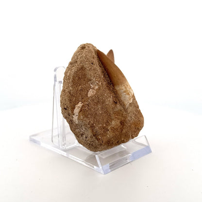 Zarafasaurus and Mosasaur Teeth on Matrix – Morocco, Late Cretaceous - FossilsAndMore