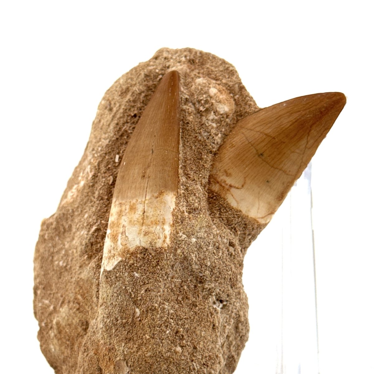 Zarafasaurus and Mosasaur Teeth on Matrix – Morocco, Late Cretaceous - FossilsAndMore