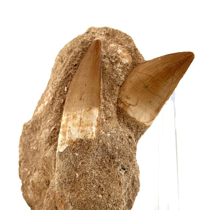 Zarafasaurus and Mosasaur Teeth on Matrix – Morocco, Late Cretaceous - FossilsAndMore