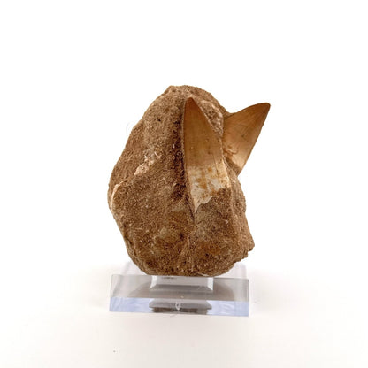 Zarafasaurus and Mosasaur Teeth on Matrix – Morocco, Late Cretaceous - FossilsAndMore