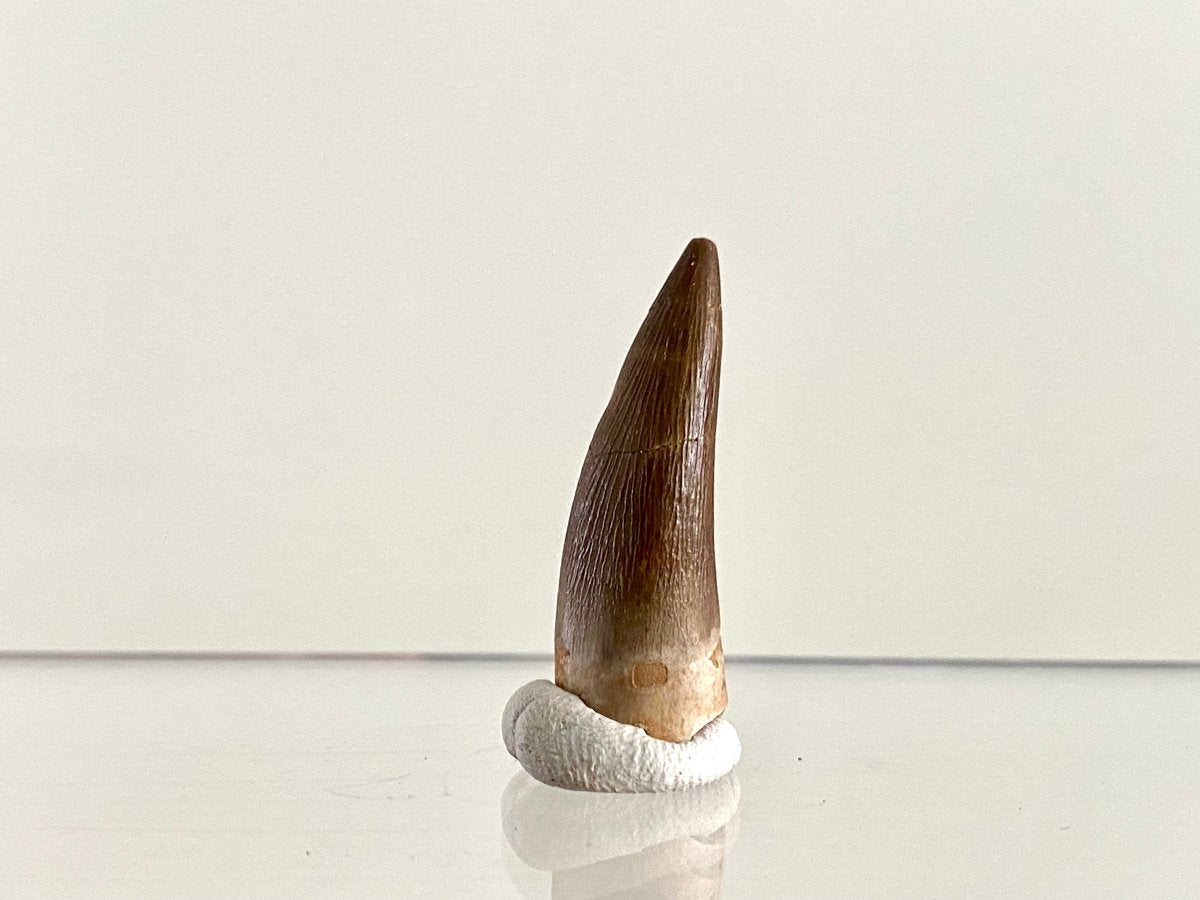 Zarafasaurus Fossil Tooth (1.25") – Plesiosaur species, Cretaceous Period, Morocco - FossilsAndMore