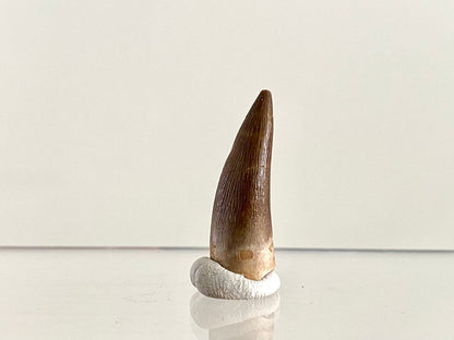 Zarafasaurus Fossil Tooth (1.25") – Plesiosaur species, Cretaceous Period, Morocco - FossilsAndMore