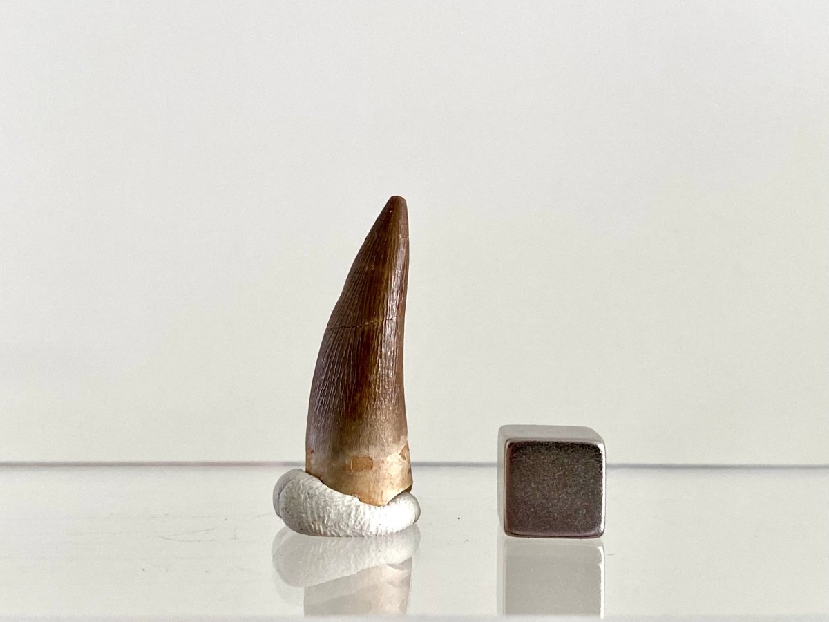 Zarafasaurus Fossil Tooth (1.25") – Plesiosaur species, Cretaceous Period, Morocco - FossilsAndMore