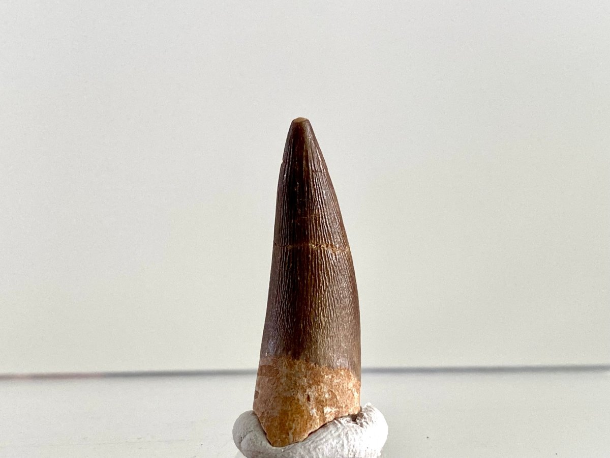 Zarafasaurus Fossil Tooth (1.25") – Plesiosaur species, Cretaceous Period, Morocco - FossilsAndMore