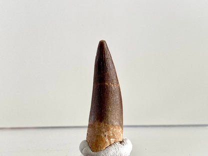 Zarafasaurus Fossil Tooth (1.25") – Plesiosaur species, Cretaceous Period, Morocco - FossilsAndMore