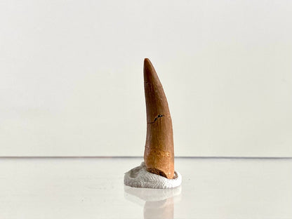 Zarafasaurus Fossil Tooth (1.38") – Plesiosaur species, Cretaceous Period, Morocco - FossilsAndMore